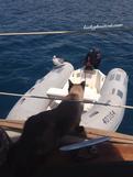 cat watching seagull on a dingy