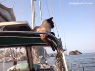 Cat on the top of a boat