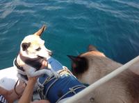 Zoe (USA) meets Bailey