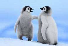 Penguins