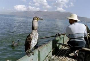 man in small row boat with a cormorant that has been collared