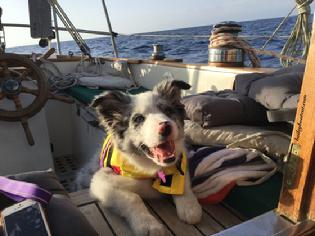 dog smiling on deck of boat