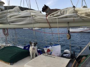 Dog on deck of sailboat and cat on fold sail