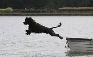 dog jumping from dock into the water